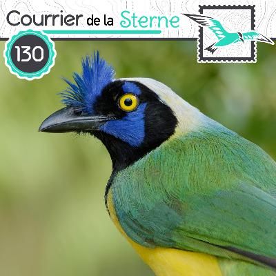 CDLS#130 : Le Geai Turquoise (Geai bleu? Geai vert? Mérion superbe)