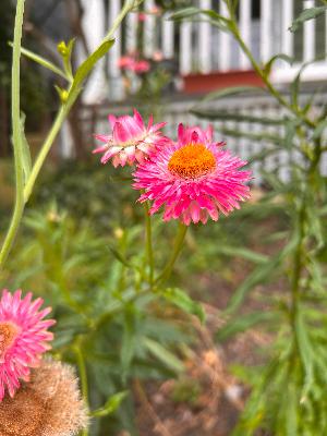 Remember Being A Flower? Remember Being A Flower?