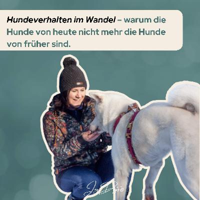 Hundeverhalten im Wandel – warum die Hunde von heute nicht mehr die Hunde von früher sind