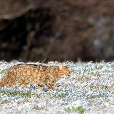 Le chat sauvage, insaisissable félin