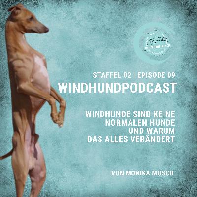 Windhunde sind keine normalen Hunde – und warum das alles verändert