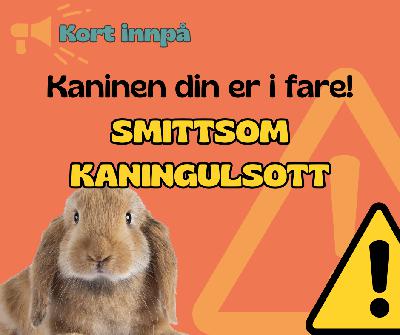 Kort innpå - kaninen din er i fare!