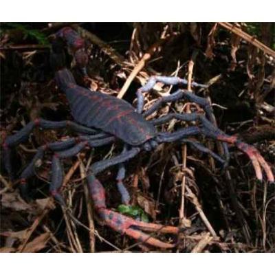 Pulmonoscorpius, the Lunged Scorpion