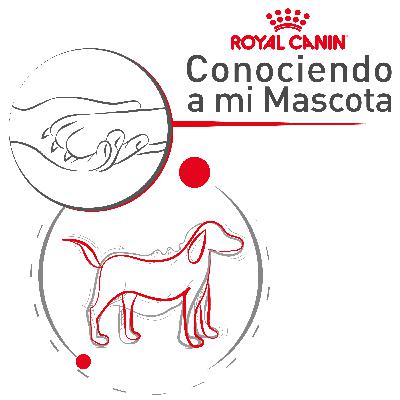 Obesidad en mascotas