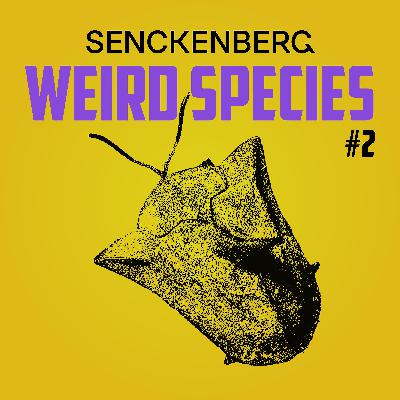 Weird Species #2: Dorynota pugionata – The benefits of a telescopic anus