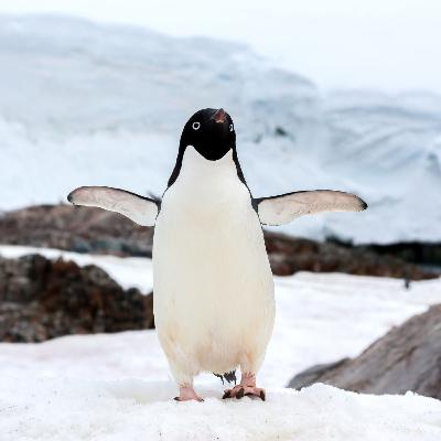 Episode 3 - Fantastic facts about penguins
