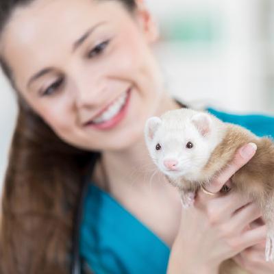 #especial - Coronavírus: Como o COVID-19 afeta animais silvestres e exóticos? #especial - Coronavírus: Como o COVID-19 afeta animais silvestres e exóticos?