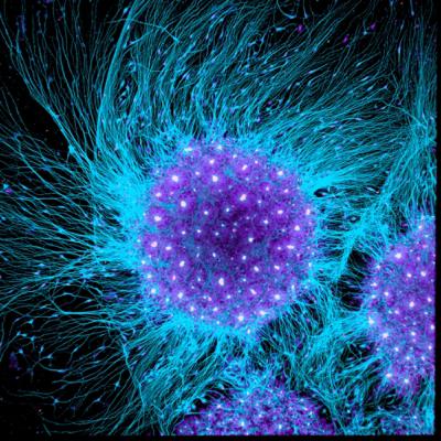 ¿Cómo funciona el sistema nervioso?“depende de la especie”.