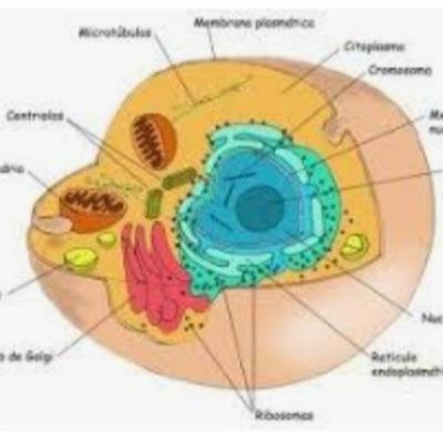 La importancia de la célula en el ser humano