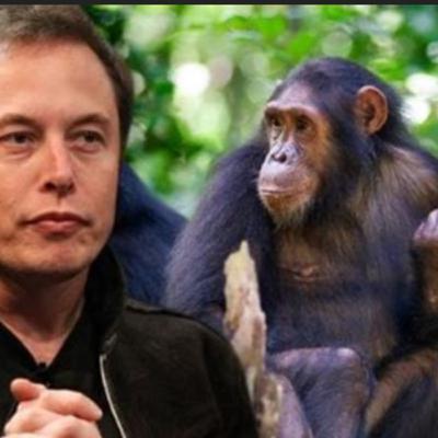 Musk MONKEY with MIND CONTROL Musk MONKEY with MIND CONTROL