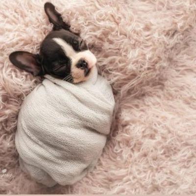 لنگش در سگ قسمت اول. در رفتگی کشکک سگ لنگش در سگ قسمت اول. در رفتگی کشکک سگ