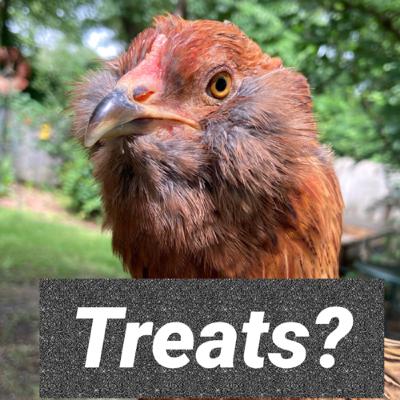 Bonus Episode- Treats for Chicks