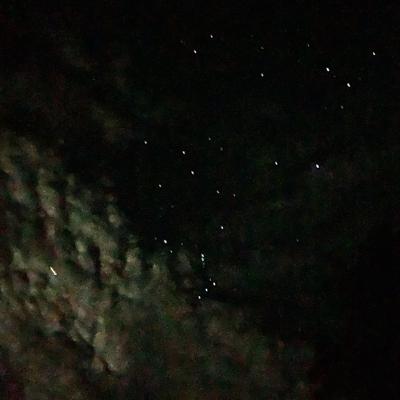 Bats and crickets and leaves blowing in evening treetops