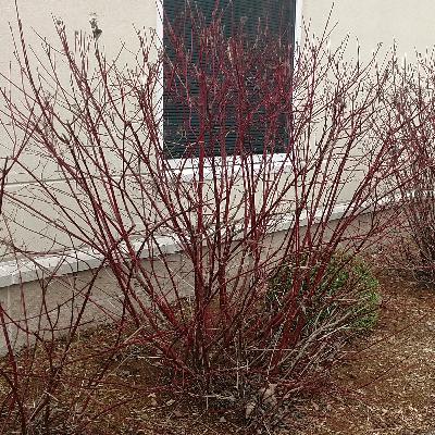 Dogwood spring plant care and maintenance.