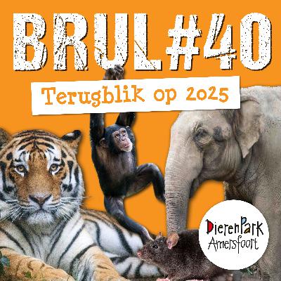 Terugblik op 2025 🎇 | BRUL #40 Terugblik op 2025 🎇 | BRUL #40