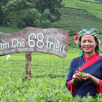 Chuyện đêm - Người hồi sinh giống chè cổ, đưa hương chè quê vươn xa