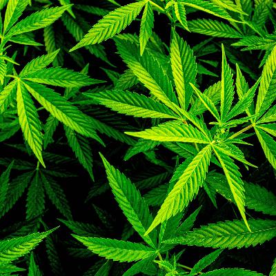 Cannabis-Konsum: Selber anbauen statt beim Dealer kaufen