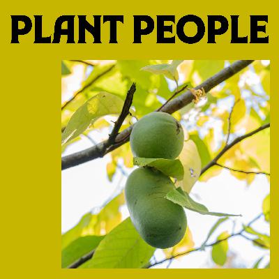 Pawpaws with Anya Stansell Pawpaws with Anya Stansell