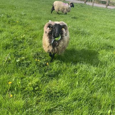 Using GPS technology to learn more about hill sheep grazing