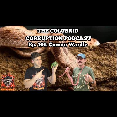 Keeping The Less Common Captive Species w/ Connor Wardle | The Colubrid Corruption Podcast | 101