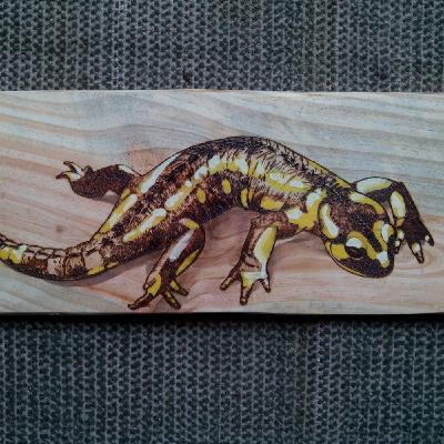 12. Salamandras y espíritus del fuego. Por Raquel Cachafeiro