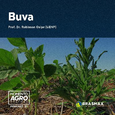 Momento AGRO Brasmax #09- Buva