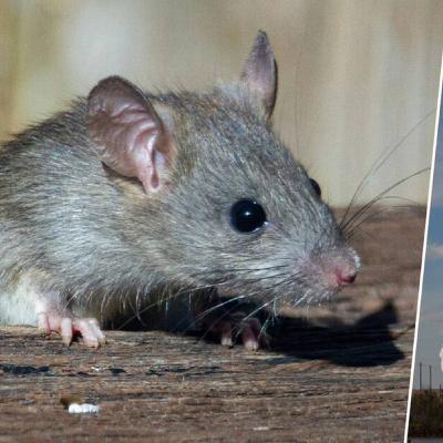 Geek News (22 de agosto de 2025)