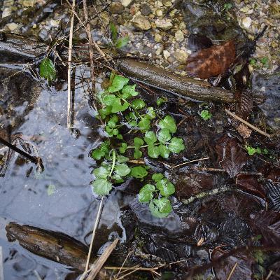 61* Wilde Frühlingskräuter im Wald
