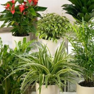 Have Happy House Plant with Help from a Pro Have Happy House Plant with Help from a Pro