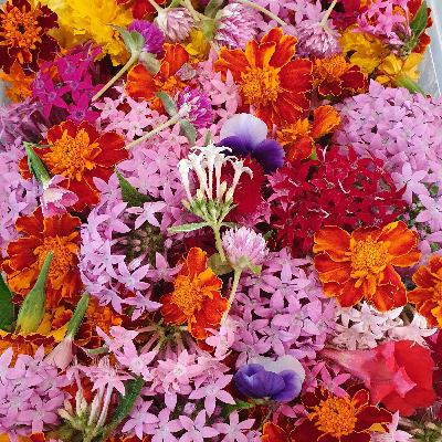 The crazy jobs I've had and now I'm a flower farmer!