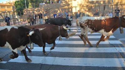 Radio Moddergat #184- Narrentief - 2025-06-20