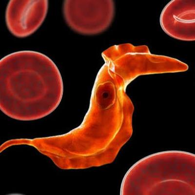 Episodio 1. Protozoarios: Definición, generalidades y transmisión. Episodio 1. Protozoarios: Definición, generalidades y transmisión.