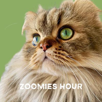 #049 猫の目ヤニ対策 #049 猫の目ヤニ対策