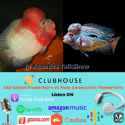 Old School Flowerhorn vs New Generation Flowerhorn Old School Flowerhorn vs New Generation Flowerhorn