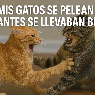 E14 T3: Mis gatos se pelean y antes no