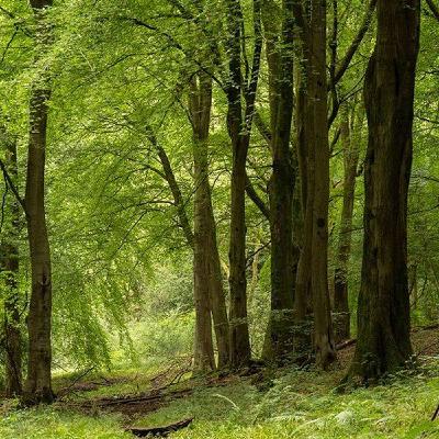 Ep 30 - People are like trees: A story about knowing ourselves