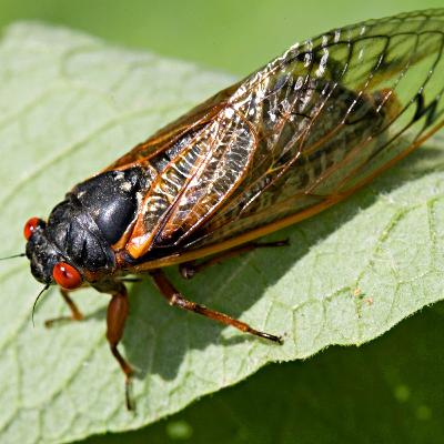 Bugs Life: Cean the Cicada on the Steve Cochran Show