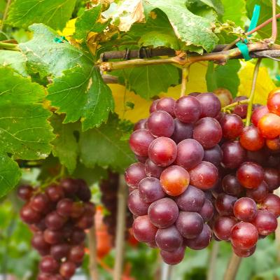 Thưởng Thức 7 Đặc Sản Ninh Thuận – Tinh Hoa Ẩm Thực Miền Gió Biển Thưởng Thức 7 Đặc Sản Ninh Thuận – Tinh Hoa Ẩm Thực Miền Gió Biển