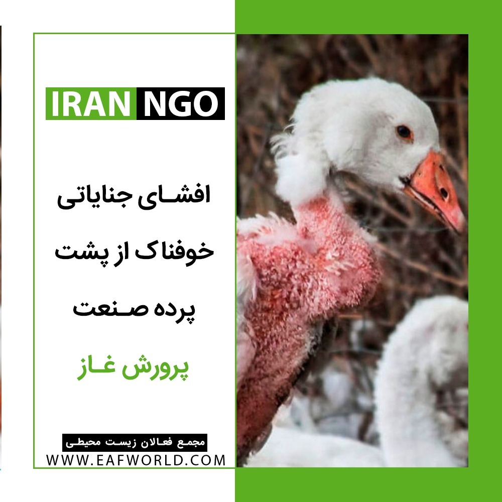 پشت پرده صنعت پرورش غاز