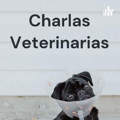 Razas de perros: el golden retriever