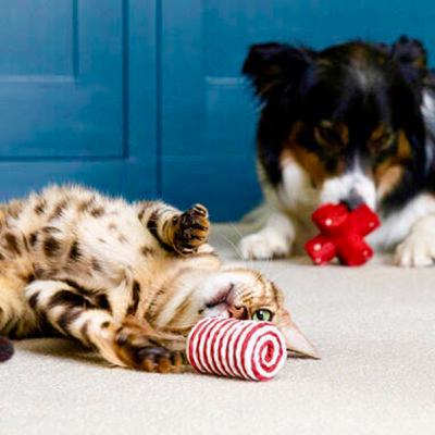 El juego en perros y gatos El juego en perros y gatos