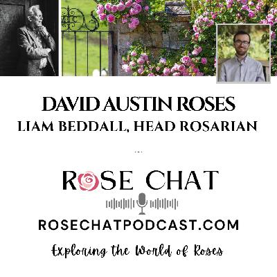 DAVID AUSTIN ROSES DAVID AUSTIN ROSES