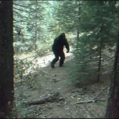 I’m a Cryptid HITMAN, What I’ve Found in Alaska in 2001 Shouldn’t Exist.