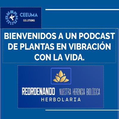 Herbolaria de África, episodio 6