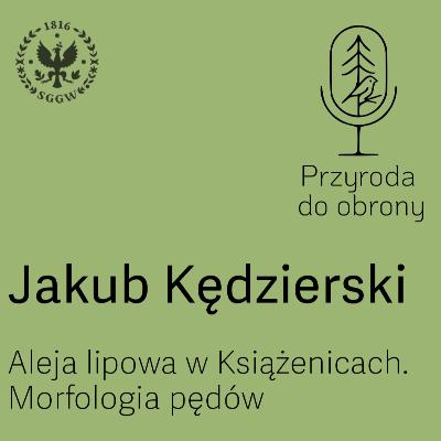 Aleja lipowa w Książenicach. Morfologia pędów