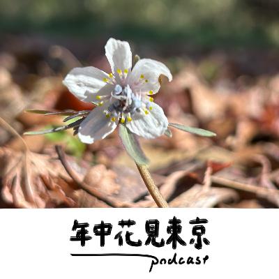 セツブンソウのもとへ、歩く我らは鬼でっせ【#40】