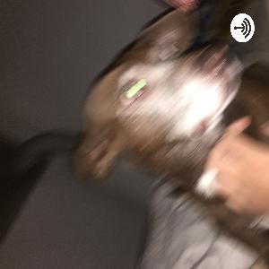 Episódio 0 de Um Homem Muito Burro etc