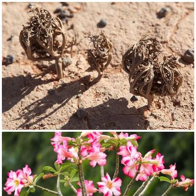 Come Rose del Deserto, piante bisognose di resurrezione