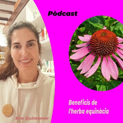 Beneficios de la hierba equinácea con Eva Quintanar, dietista