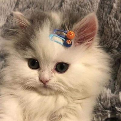 Responsabilidade civil, contrato de seguro e contrato de transporte.